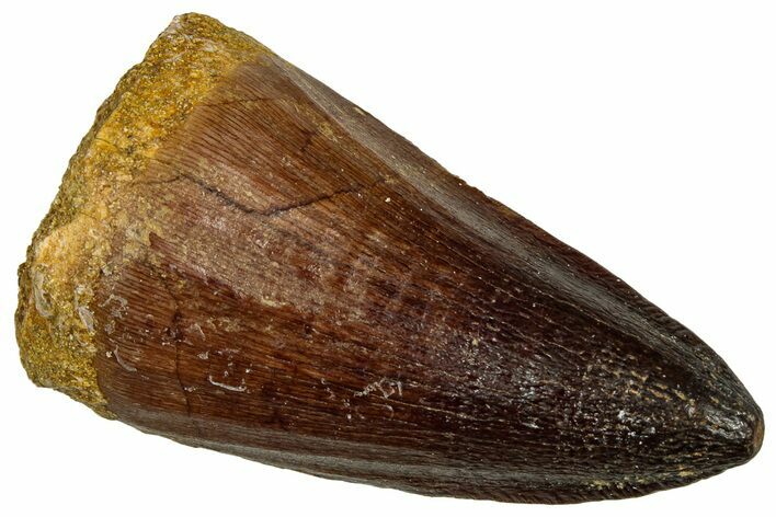 Fossil Mosasaur (Prognathodon) Tooth - Morocco #330266